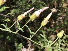 Calystegia macrostegia tenuifolia