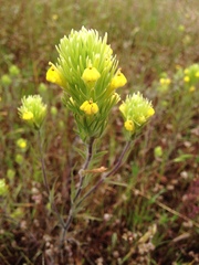 Castilleja lacera