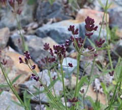 Verbena incompta