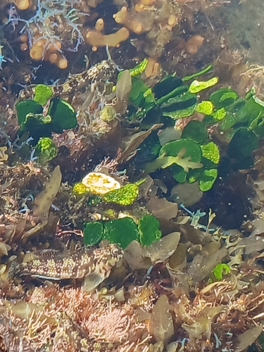 Halimeda cuneata observed 2026-08-30