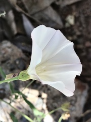 Calystegia macrostegia tenuifolia