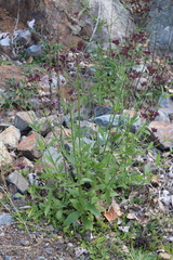 Verbena incompta