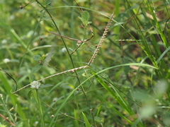 Paspalum conjugatum
