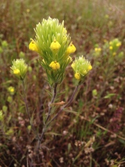 Castilleja lacera