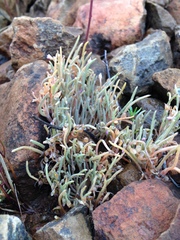Claytonia exigua