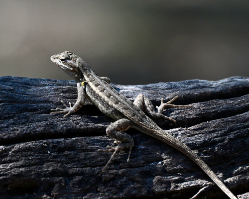 Rose-bellied Lizard