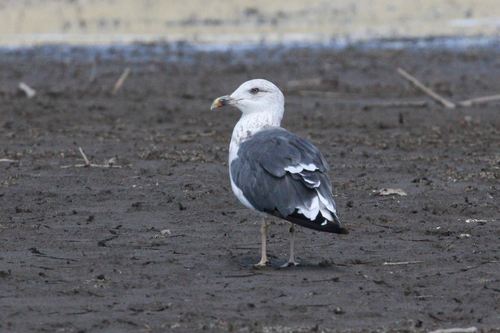 Lesser Black-backed Gull