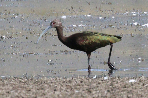 White-faced Ibis