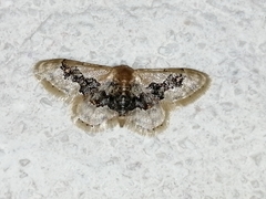 Idaea gemmata
