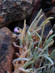 Claytonia exigua