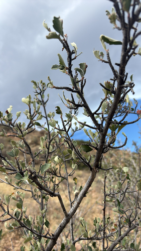 Alderleaf Mountain Mahogany