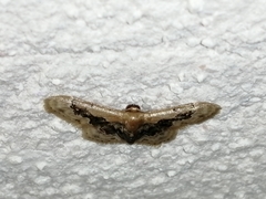 Idaea gemmata