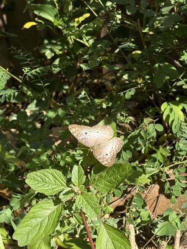 White Peacock