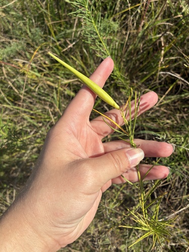 whorled milkweed