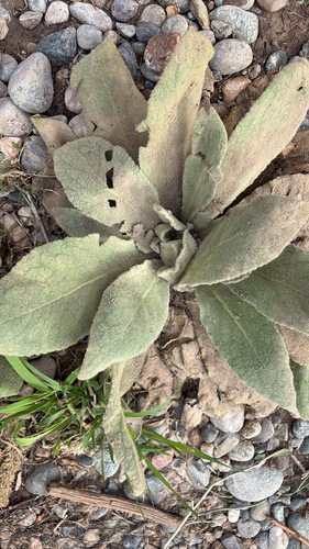 great mullein