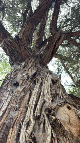 Rocky Mountain Juniper