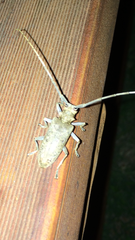 Acalolepta