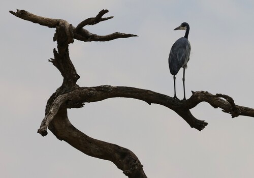 iNaturalist image