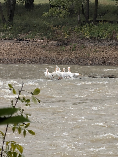 American White Pelican
