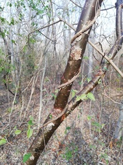 Bursera schlechtendalii