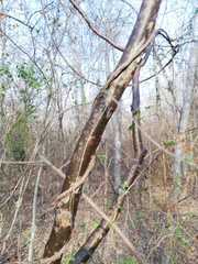 Bursera schlechtendalii