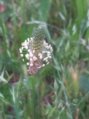 Plantago lanceolata