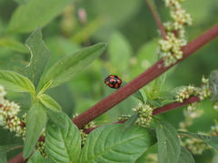Coelophora inaequalis