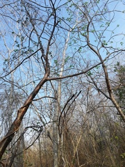 Bursera schlechtendalii
