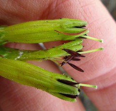 Erica viridiflora viridiflora