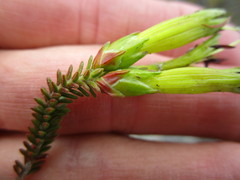 Erica viridiflora viridiflora