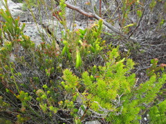 Erica viridiflora viridiflora