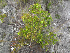 Erica viridiflora viridiflora