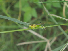 Oxya japonica