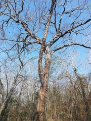 Pterocarpus acapulcensis