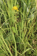 Berkheya speciosa
