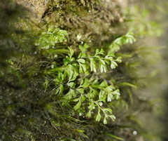Hymenophyllum cupressiforme