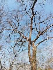 Pterocarpus acapulcensis