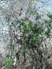 Bonellia macrocarpa
