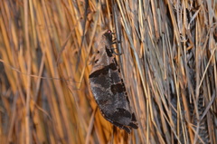 Lachlathetes