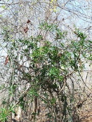 Bonellia macrocarpa