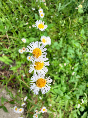 Erigeron quercifolius