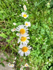 Erigeron quercifolius