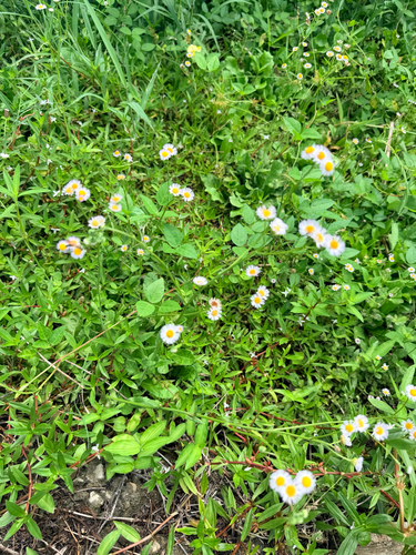 Erigeron quercifolius, photograph 3