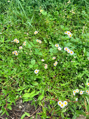 (c) Melissa Meadows, some rights reserved (CC BY) Erigeron quercifolius, photograph (c) Melissa Meadows, some rights reserved (CC BY)