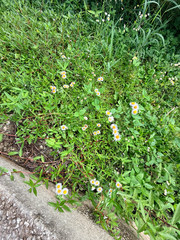 (c) Melissa Meadows, some rights reserved (CC BY) Erigeron quercifolius, photograph (c) Melissa Meadows, some rights reserved (CC BY)