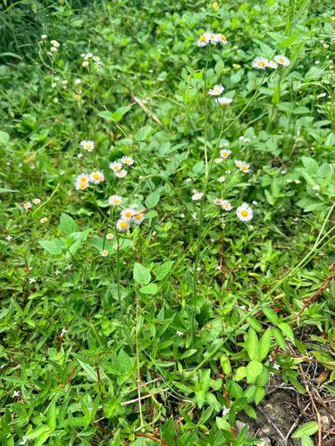 Erigeron quercifolius, photograph 4