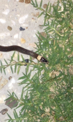 Cacophis harriettae