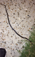 Cacophis harriettae