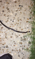 Cacophis harriettae