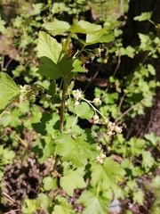 Ribes × nidigrolaria